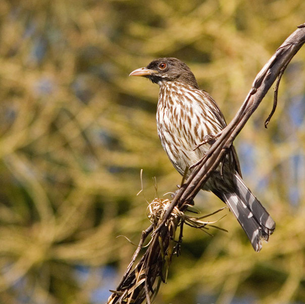 Cigua Palmera – national bird of Dominican Republic